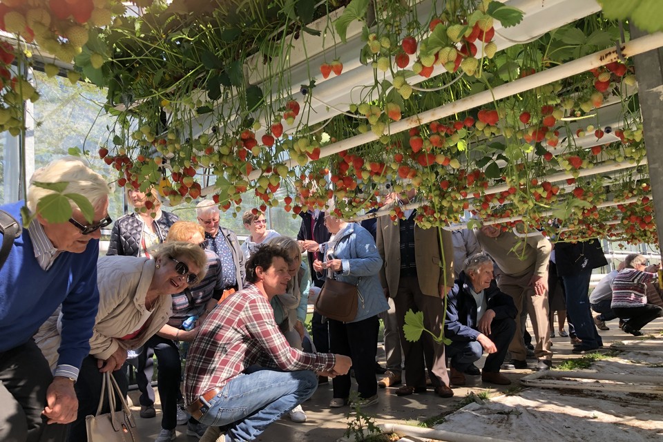 Neos Kuringen in de ban van de aardbei