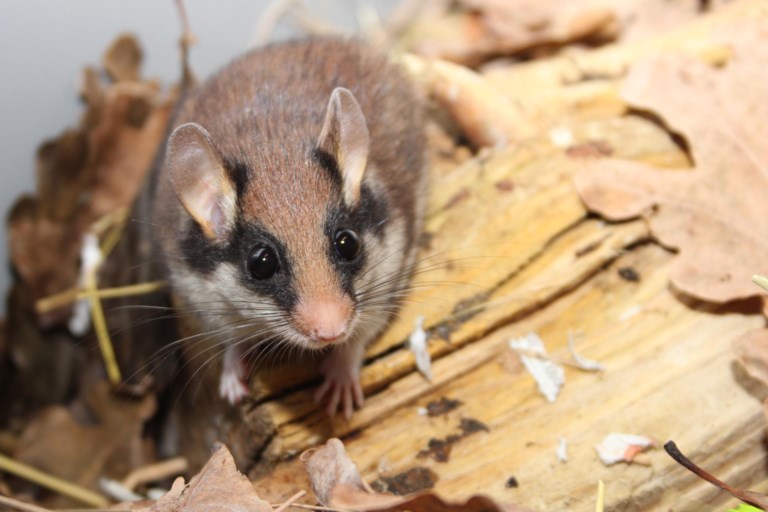 Zeldzame eikelmuis duikt op in Kuringse speelgoedwinkel