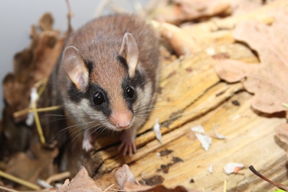 Het trieste einde van Kurinne het zeldzame eikelmuisje